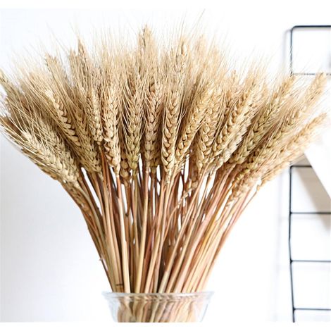 100 Stängel getrocknete Weizenblüten, 55 cm lang, goldene Ähren für Kränze, Vasen, Hochzeiten und Herbstdekorationen