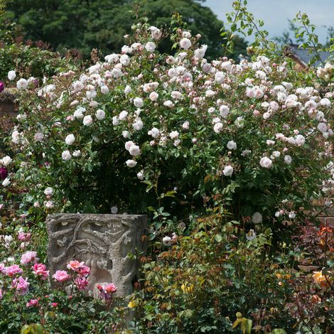 Gardenaria Rosa 'The Albrigton Rambler' - Rosa da giardino - Altezza: 40/50 cm (vaso20) (1/5)