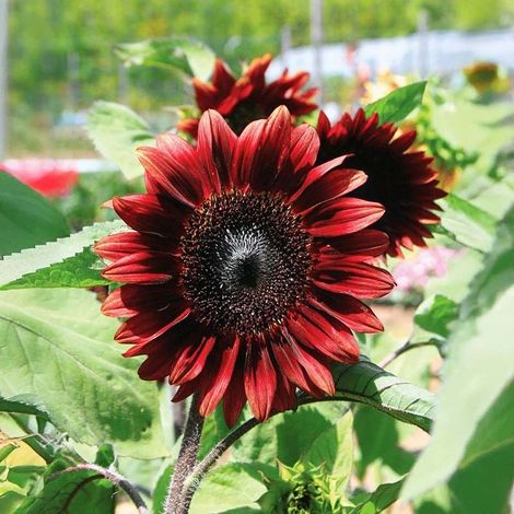 200 pièces Graines Tournesol Rouge Jardin – Variété Moulin Rouge, Fleurs pour Bouquet, Semis Facile et Croissance Rapide