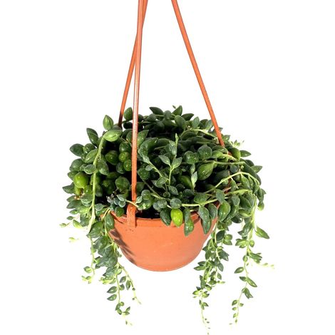 SENECIO herreianus herreyanus pianta del rosario o collana di perle Foto Reali
