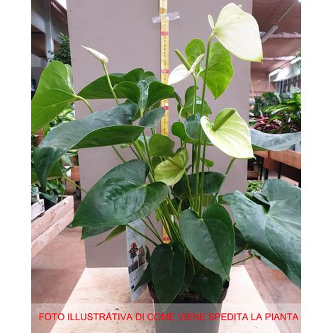 1 PIANTA DI ANTHURIUM ALASKA BIANCO IN VASO 17CM DA INTERNO APPARTAMENTO anturio