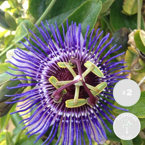 Bloomique - Lot de 2 - Passiflora 'Purple Haze' - Fleur de la passion - Violette - Plantes grimpantes - Plantes de jardin - Rustiques - Hauteur 50-70 cm - Pot 15 cm