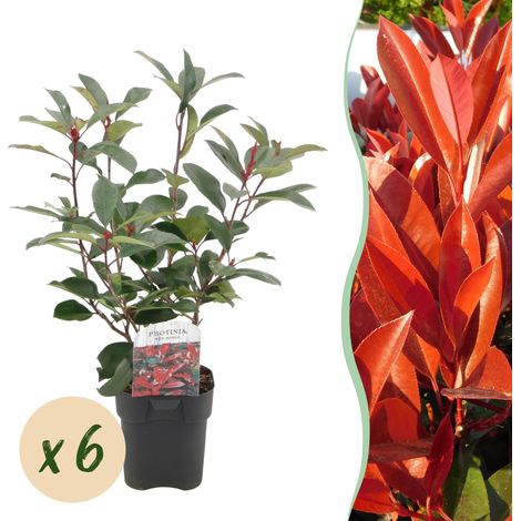 Photinia fraseri Red Robin pour Haie Persistante - Lot de 6 Plantes - Pot 17cm - Hauteur 50cm - PANGIVO (1/5)