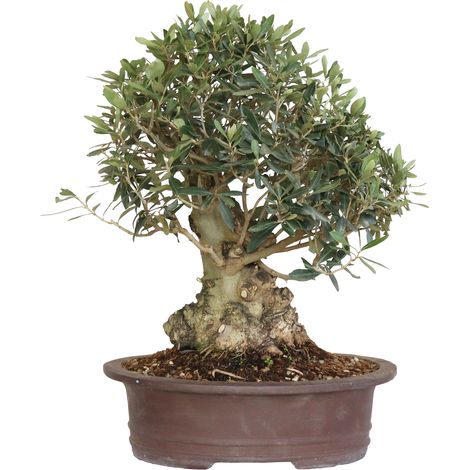 Bonsai di Olivo - Olea Europaea - Piante Vere da Frutto - H 50-60 cm Vaso Ø 35 cm
