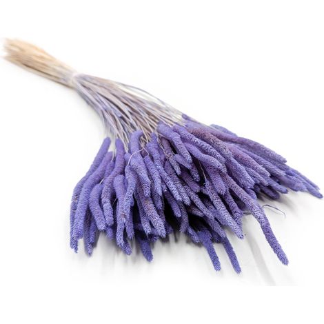 Erba secca - Timoteo (Phleum) - Lavanda