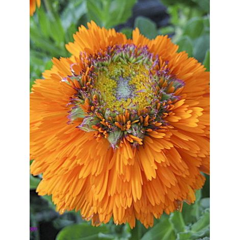 Souci des jardins 'Greenheart Orange' Sachet de 2.5g (1/2)