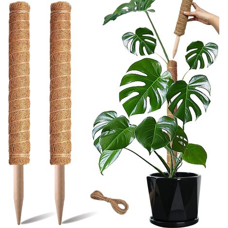 Set aus 2 stapelbaren Monstera-Kletterpflanzenstützen (40 cm) aus Kokosfaser in einem grünen Raps-Samt-Topf.