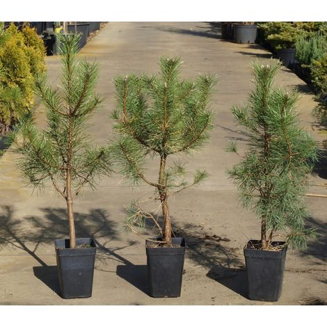 Pino da pinoli domestico "Pinus pinea" pianta h 70/100 cm