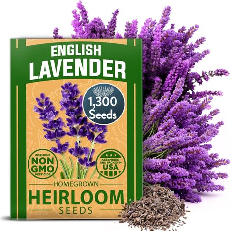 Hochwertiger Lavendelsamen, 1300 Stück Schmalblättriger Lavendel Hohe Keimrate Für drinnen und draußen geeignet Aromatische Kräuter und Wildblumen
