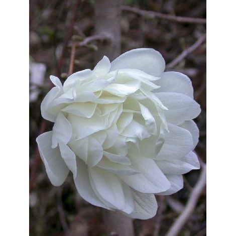 Magnolia 'Wildcat' Pot de 6L/7L (1/4)