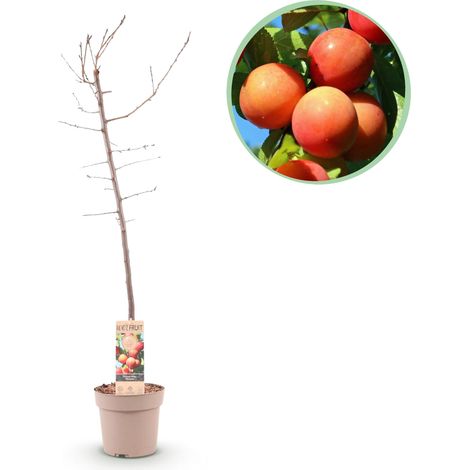 Prunier Prunus domestica Arbre Fruitier Rustique Pot Ø 21 cm Hauteur 90 cm - PANGIVO (1/4)