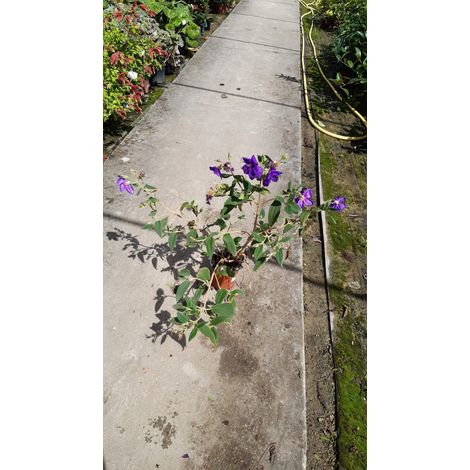 Tibouchina Semidecandra
