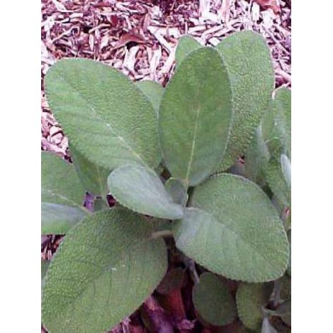 Sauge officinale 'Berggarten' Godet de 8/9 cm (1/4)