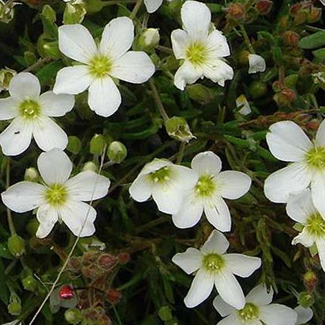 4 x Sabline des montagnes - Arenaria montana  - godet 9x9 cm (1/4)