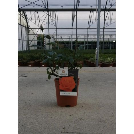 Gardenaria Rosa 'Louis De Funes' - Rosa da giardino - Altezza: 40/50 cm (vaso20) (1/3)
