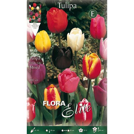TULIPANO SINGLE LATE MIX DI COLORI (CONFEZIONE DA 7 BULBI)