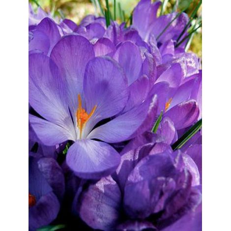 Crocus  'Flower Record' Bulbe calibre 7/8 (par 25) (1/3)