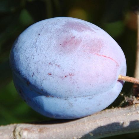 PIANTA DA FRUTTO SUSINO GROSSA DI FELISIO in vaso 20 età 2/3 anni (foto reali)
