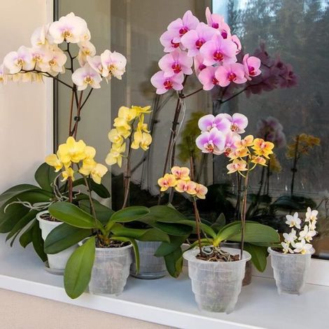 Lot de 3 pots d'orchidées transparents avec trous - 12cm de diamètre intérieur (1/4)