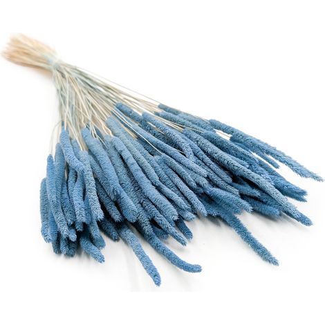 Erba secca - Timoteo (Phleum) - Blu