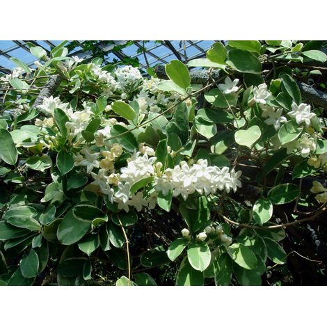 STEPHANOTIS FLORIBUNDA GELSOMINO DEL MADAGASCAR IN VASO 12CM (1/2)