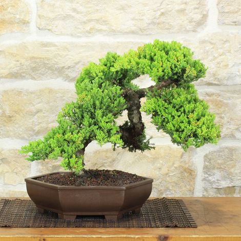 Bonsai di Ginepro Procumbens (27) (1/5)