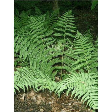 Dryopteris marginalis Godet de 8/9 cm (1/4)