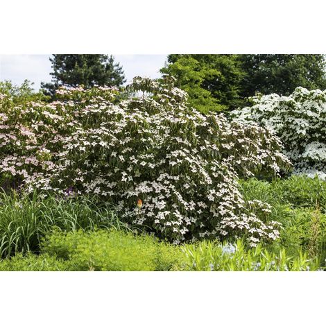 Japanischer Blumen-Hartriegel 'Cappuccino'® Cornus kousa 'Cappucino' 5 L 40- 60 (1/5)