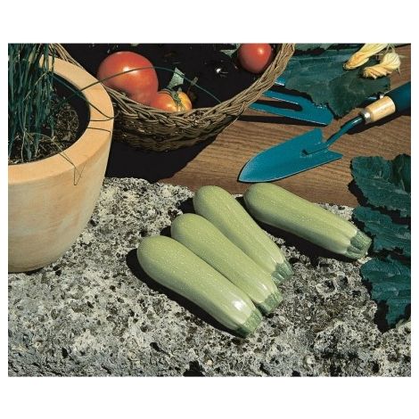 Courge blanche F1 Loréa - 2g