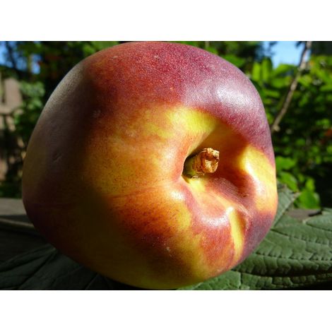 Planta de Frutal Nectarino Snowqueen. Nectarina Precoz. 140 - 150 Cm