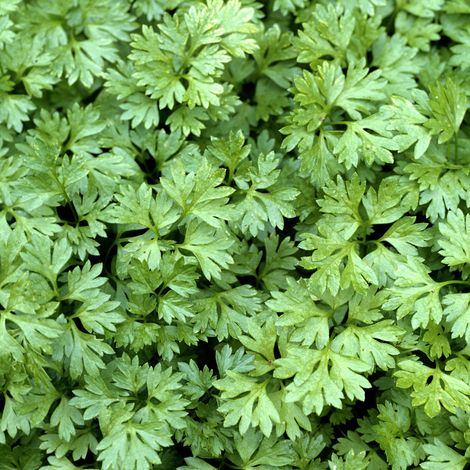 Plant Cerfeuil pot 1L