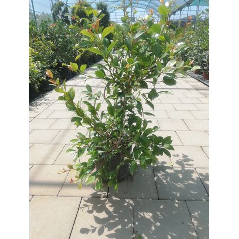 Eugenia Unflora Etna Fire v18 h70-80 cm (1/2)