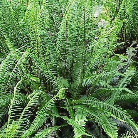 4 x Blechnum en épi - Blechnum spicant  - godet 9x9 cm