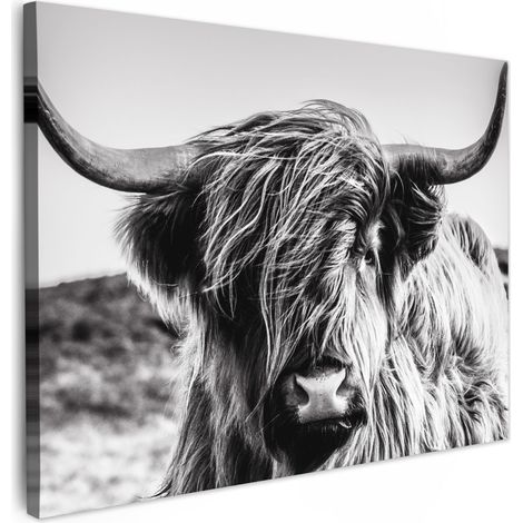 CUADRO EN LIENZO Vaca - Highlander escocés - Negro - Blanco - Animal - Naturaleza - Vida silvestre Cuadros 40x30 cm