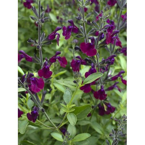 Sauge 'Nachtvlinder Papillon de Nuit' Godet de 8/9 cm
