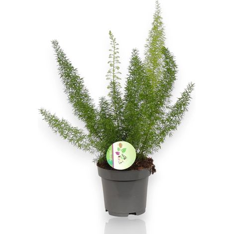 Gardenaria Asparagus densiflorus 'Myers' - Pianta da interno ornamentale - Altezza: 35 cm (vaso 17) (1/4)