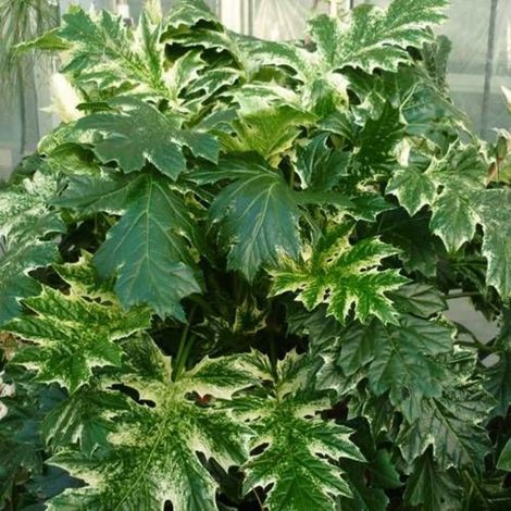 Acanthe Tasmanian Angel, Acanthus/Godet - 5/20 cm (1/3)