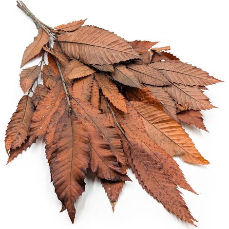 Foglie di castagno stabilizzate - Arancio (1/5)