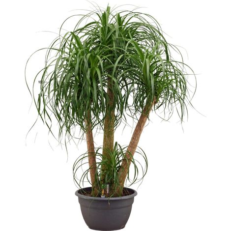 Beaucarnea Recurvata Pied d'Éléphant Multi-troncs Plante Verte d'Intérieur - Hauteur 130 cm - PANGIVO