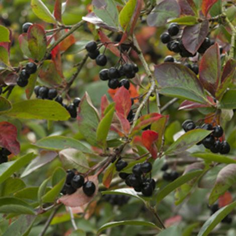Aronie à fruits noirs 'Viking' - 40-60 cm pot (1/4)