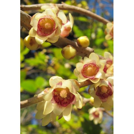 Chimonanthe précoce Pot de 7,5L/10L