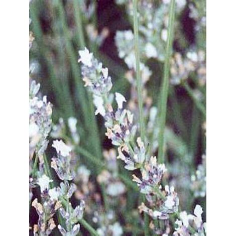 Lavande vraie 'Edelweiss' Pot de 1,5L/2L