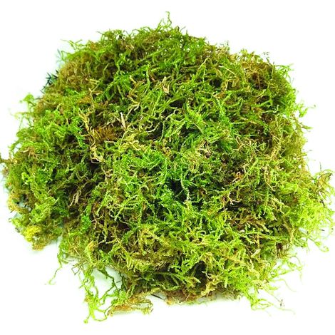 Mousse de Sphaigne 200g Mousse de Forêt Séchée Sphaigne pour Plante Mousse pour Terrariums Décoration de Sphaigne Naturelle pour Mélange de Rempotage de Mousse D'orchidée Intérieur Rempotage