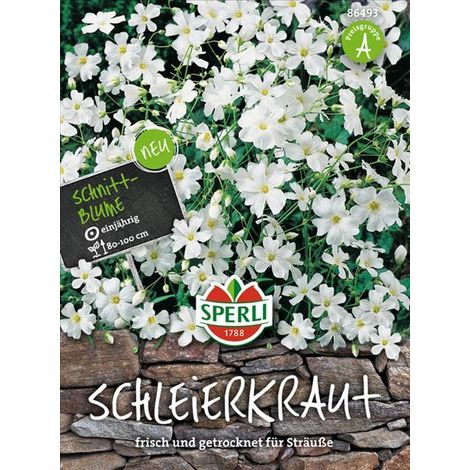Sperli Schleierkraut Weiß - Blumensamen (1/4)