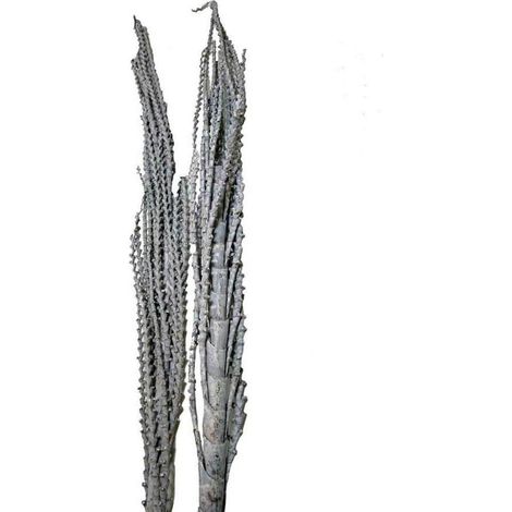 Galho buriti 150 cm gefrostet natur