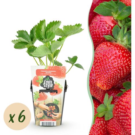 Lot de 6 Fraisiers Fragaria Maxim Fraises Rouges Rustiques pour Jardin et Balcon en Pot de 9 cm - PANGIVO (1/5)