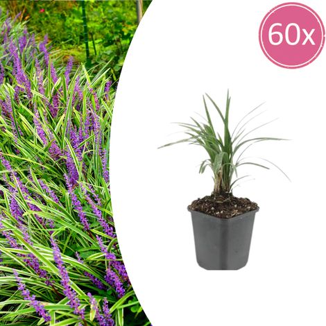 Lot de 60 Liriope muscari 'Moneymaker' Plante Couvre-sol Persistante Fleurs Violettes 10-25 cm Ø9 cm - PANGIVO (1/5)