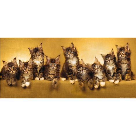 Kittens, photo murale intissée, 202 x 90 cm, 1 part (1/3)