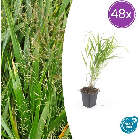 Hakonechloa macra Graminée Ornementale Couvre-Sol Jardin Feuillage Vert Lot de 48 Pots Ø 9 cm (1/5)