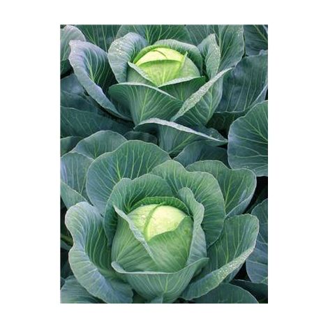 CHOU CABUS TETE DE PIERRE HF1 - 0.7G